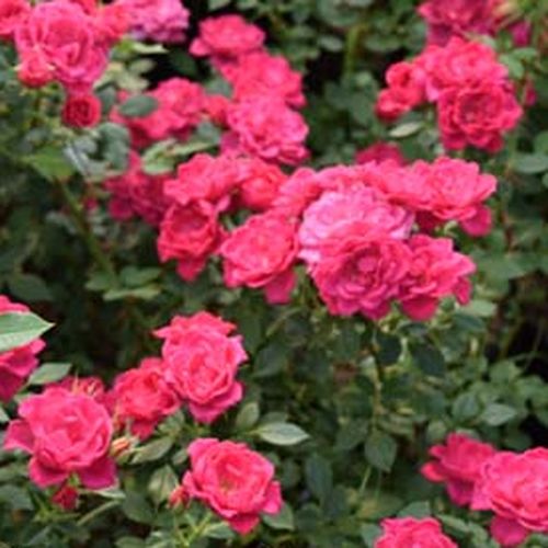 Rosa Asteria™ - roz - Trandafir copac cu trunchi înalt - cu flori mărunți - coroană compactă